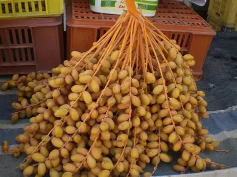 بلح