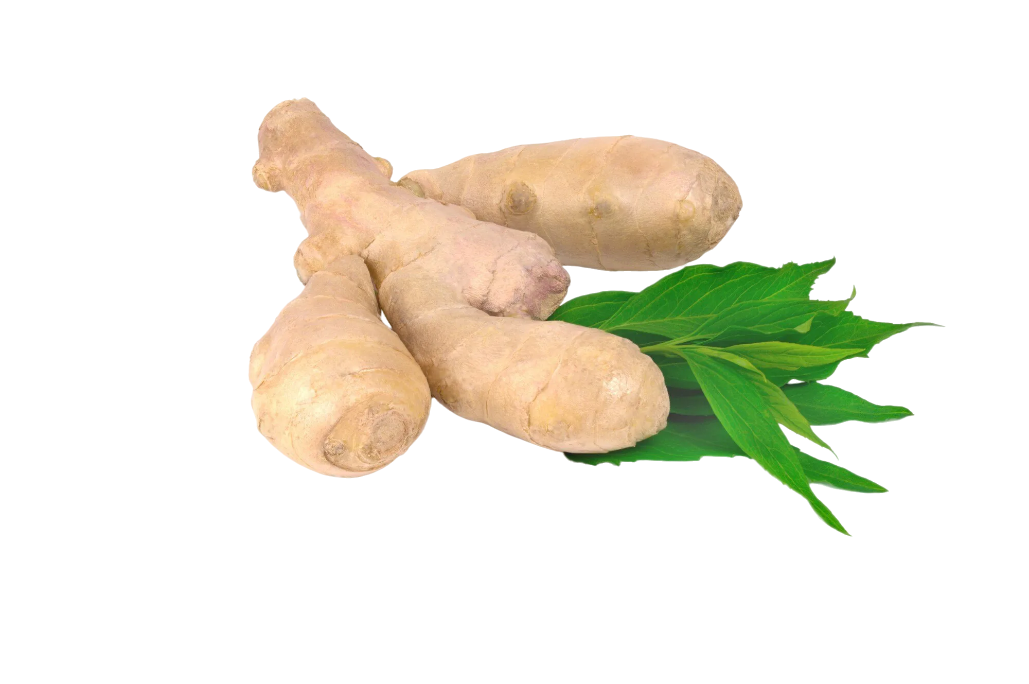 زنجبيل اخضر